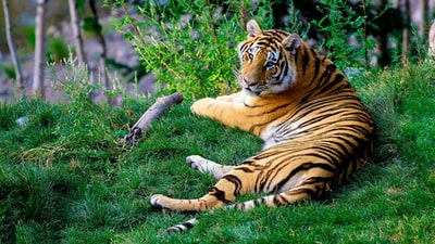 白天，棕色和黑色的老虎躺在绿草上
